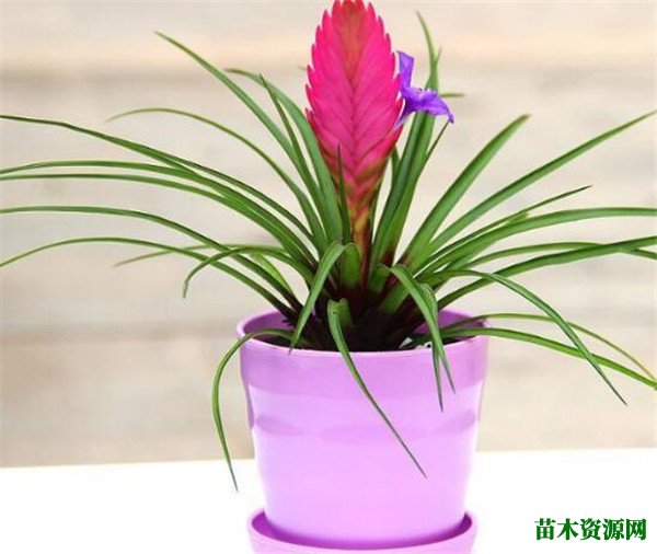 铁兰花开花时间和图片 铁兰花开过以后怎么处理