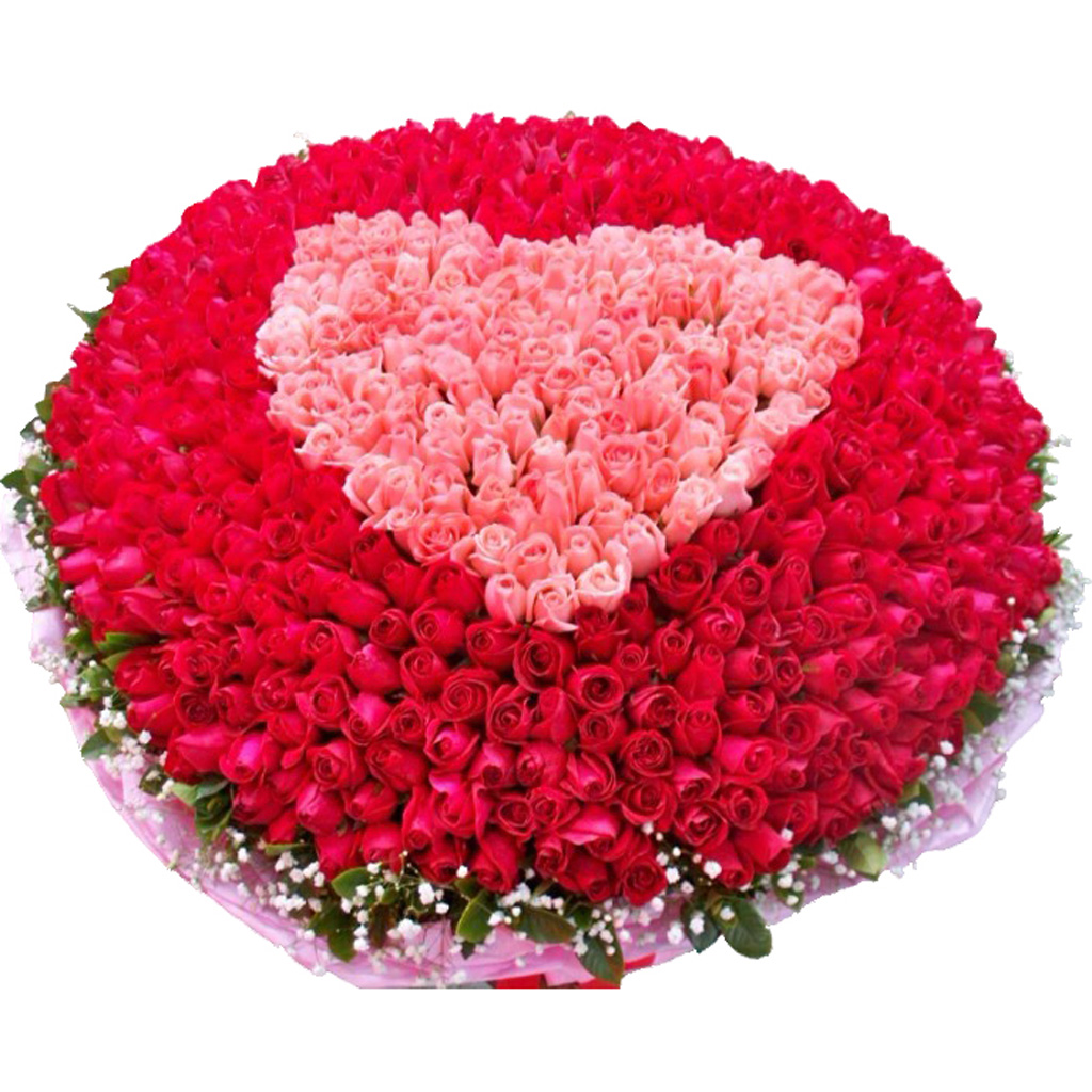 999朵玫瑰花图片