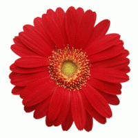 玫瑰花朵头像图片大全