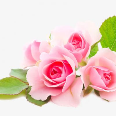 玫瑰花朵头像图片大全