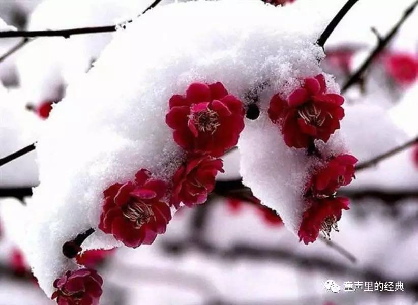 梅花图片大全大图唯美图片欣赏