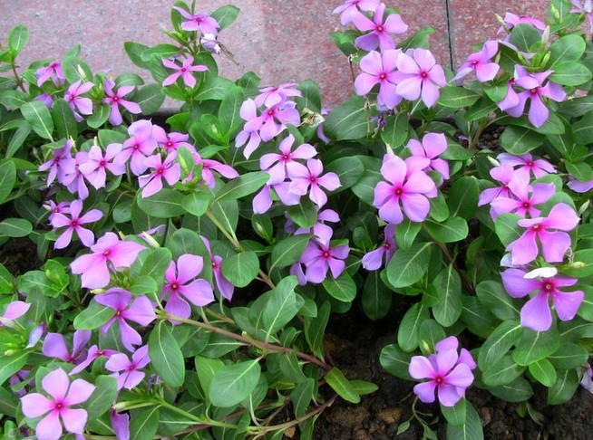 盆栽长春花图片
