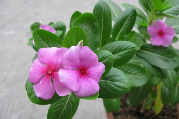 盆栽长春花图片