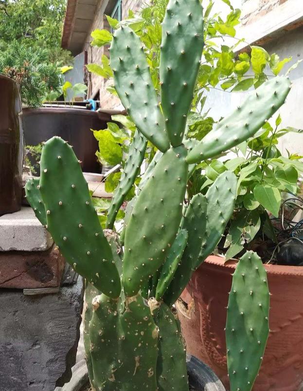 千手观音仙人掌开花图片欣赏