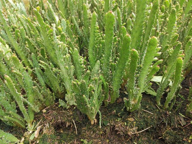 千手观音仙人掌开花图片欣赏