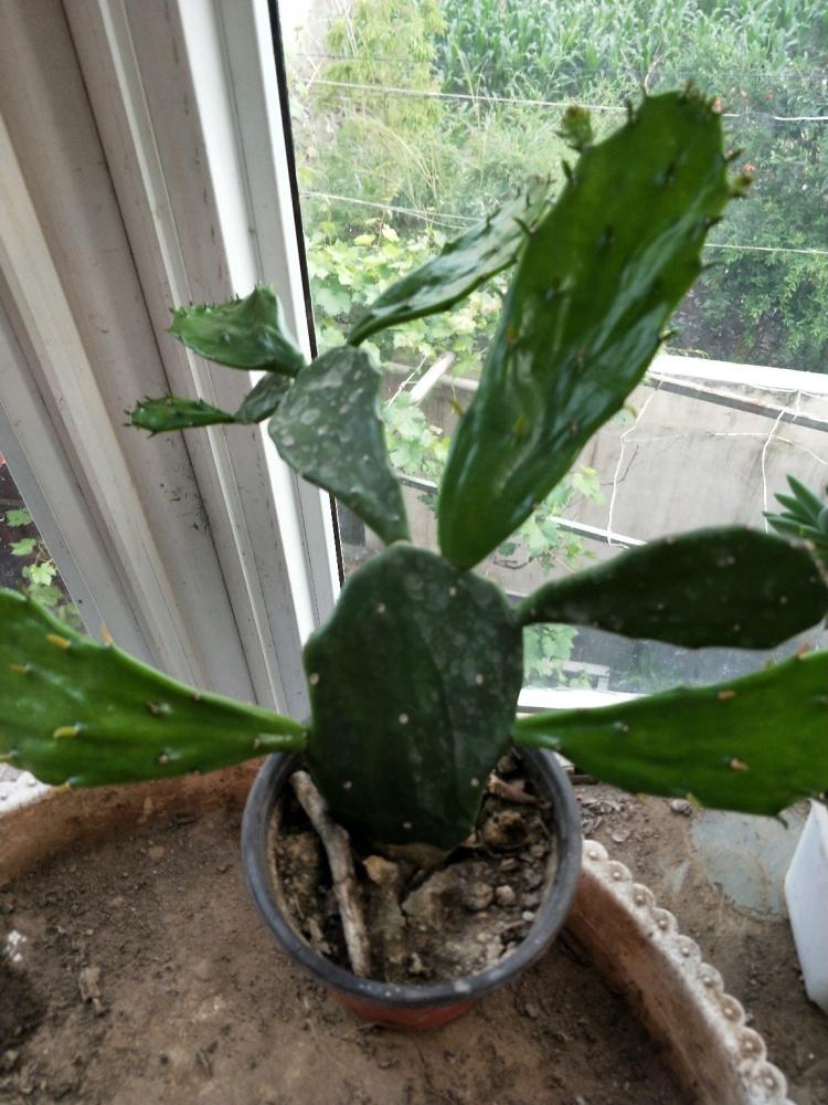 千手观音仙人掌开花图片欣赏