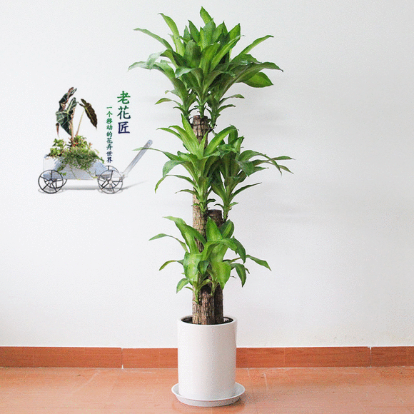 客厅盆栽植物大全图片