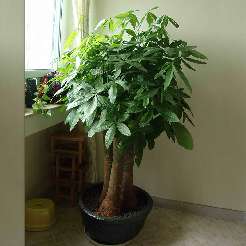 客厅盆栽植物大全图片
