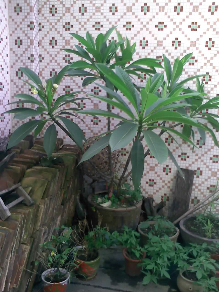 彩泥植物盆栽图片大全
