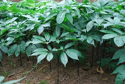 草本三七植物图片