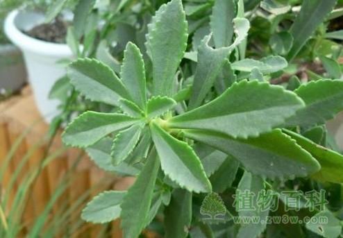 草本三七植物图片