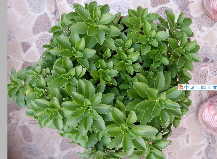 草本三七植物图片