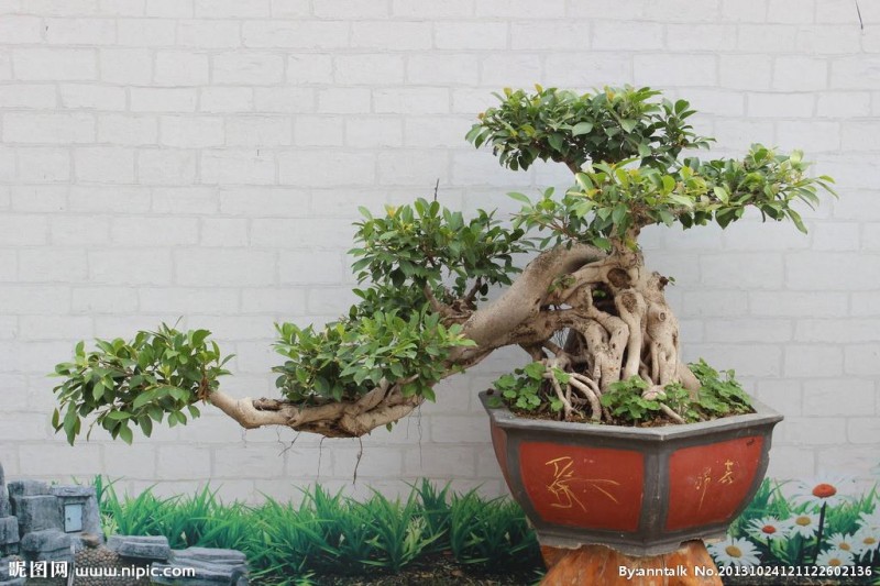盆景图片大全欣赏图片