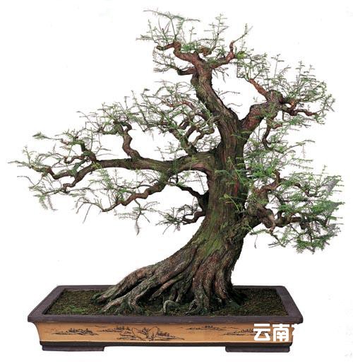 盆景图片大全欣赏图片