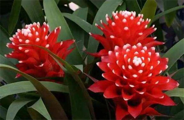 水塔花几天浇一次水 水塔花怎么养