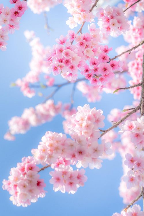 招桃花图片