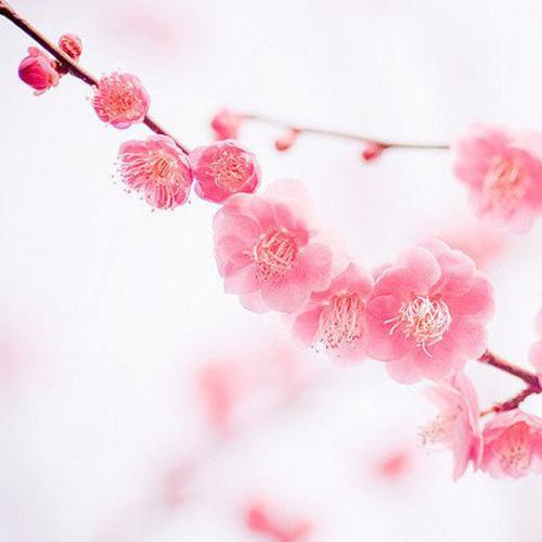 招桃花图片