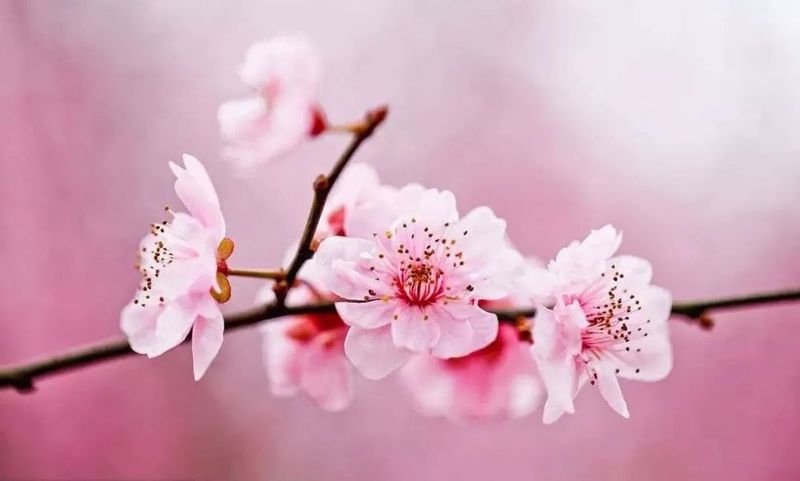 招桃花图片
