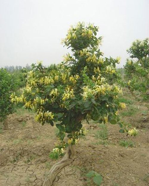 树型金银花图片