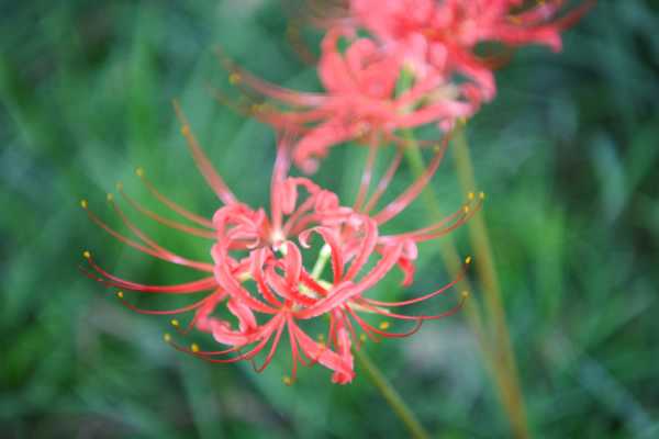 彼岸花图片赏析
