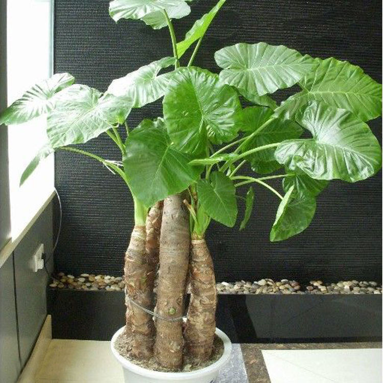 观音株植物图片