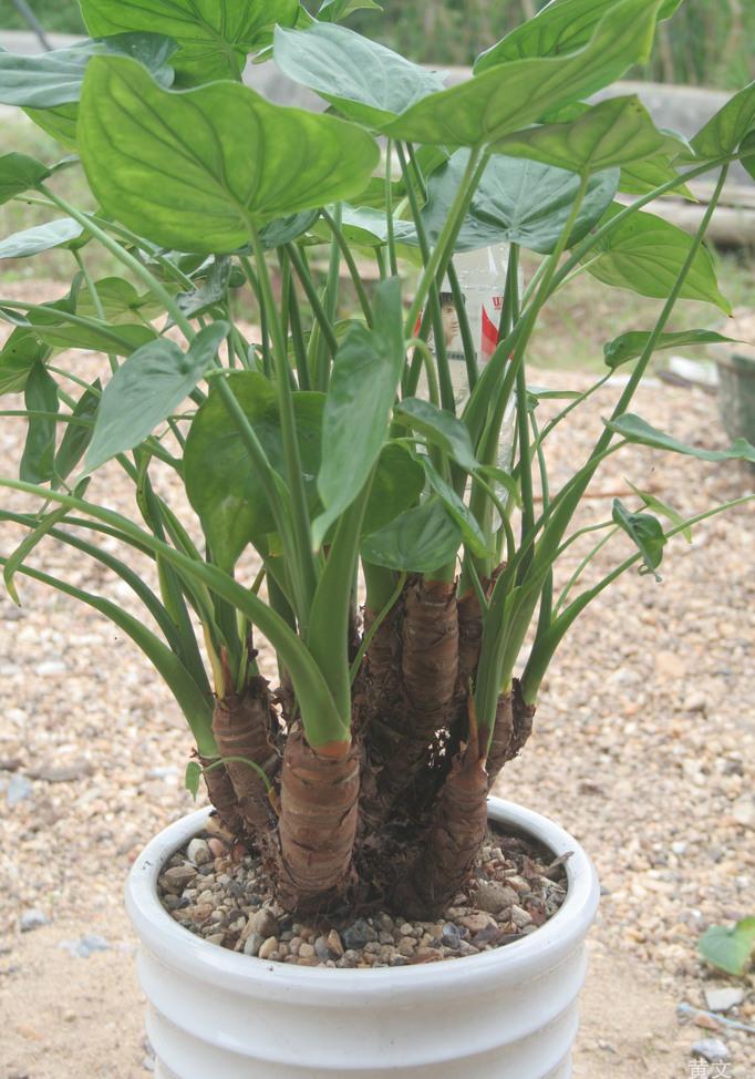观音株植物图片