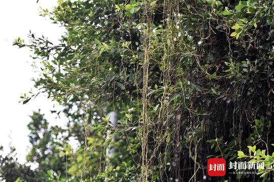 植物蓝银草图片