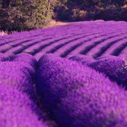 薰衣草花海背影图片莫