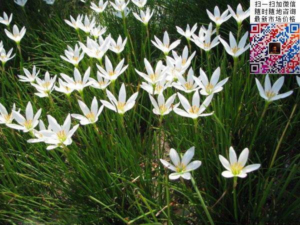 白花葱兰价格_图片