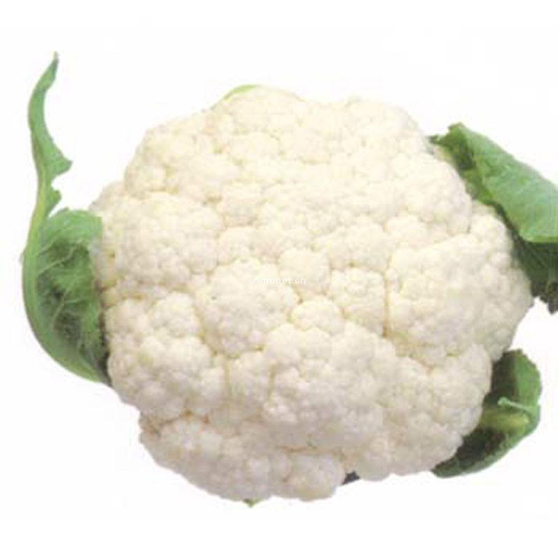 白花椰菜图片
