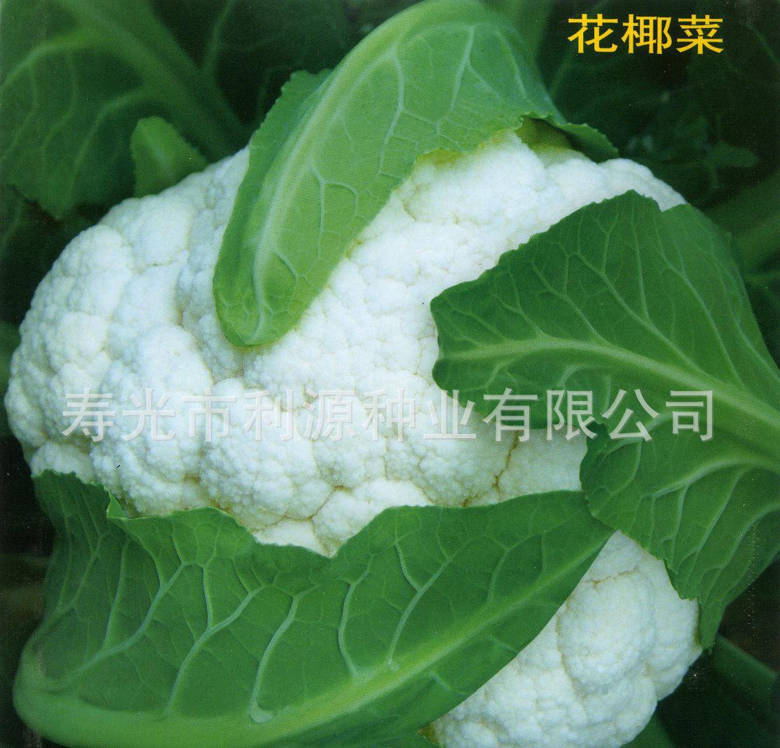 白花椰菜图片