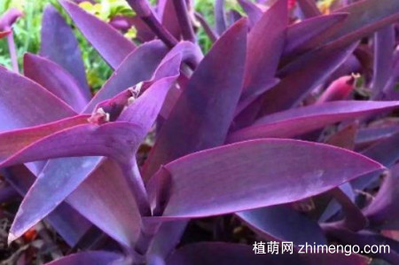 紫竹梅为什么不能种家里？紫竹梅不能种家里的原因