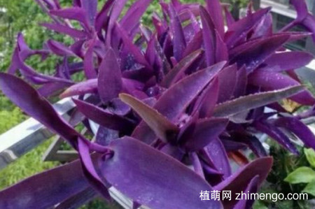 紫竹梅为什么不能种家里？紫竹梅不能种家里的原因