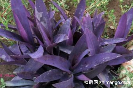 紫竹梅为什么不能种家里？紫竹梅不能种家里的原因