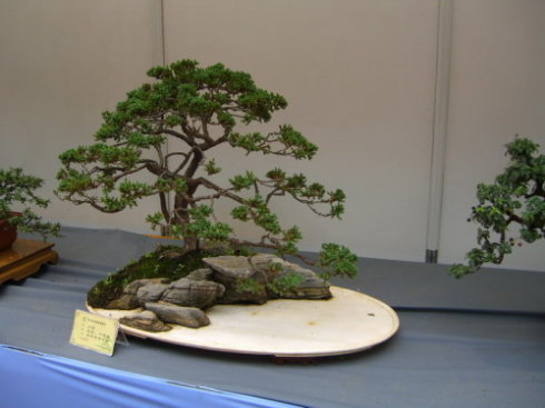 柏芝树盆景图片