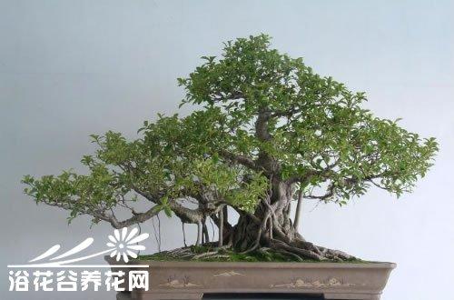 柏芝树盆景图片