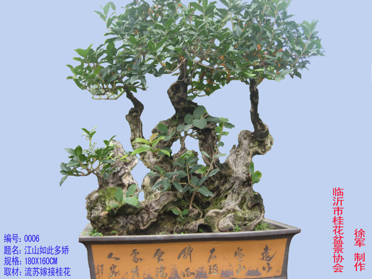 柏芝树盆景图片