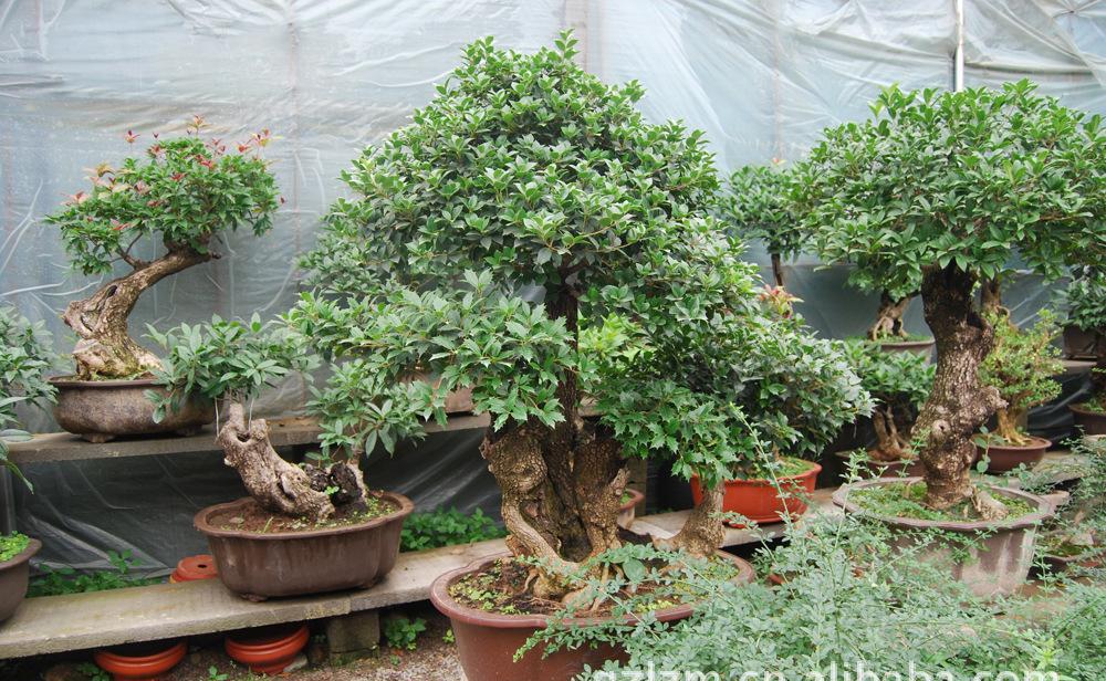 桂花树盆景图片大全集