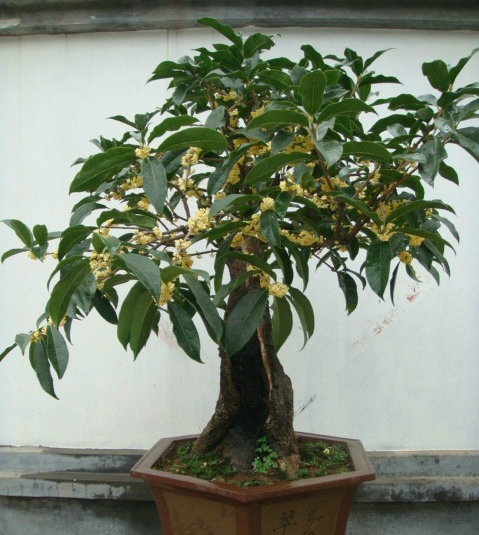 桂花树盆景图片大全集