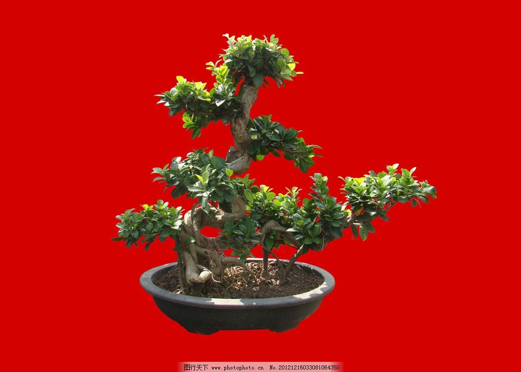 小榕树盆景图片欣赏