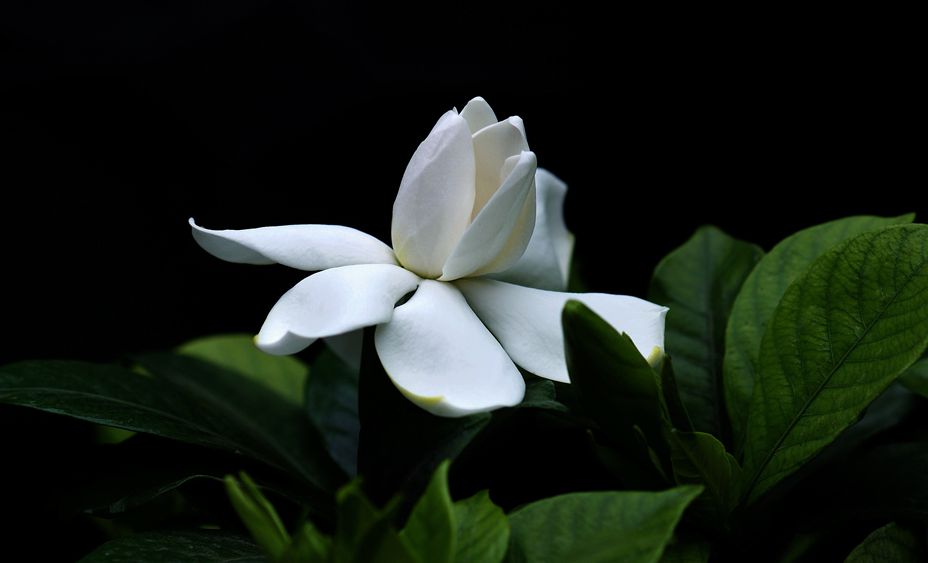 栀子花清新图片大全