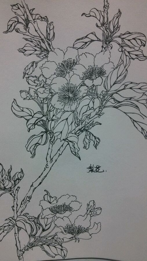 梨花图片简笔画