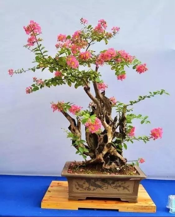紫薇盆景图片大全欣赏