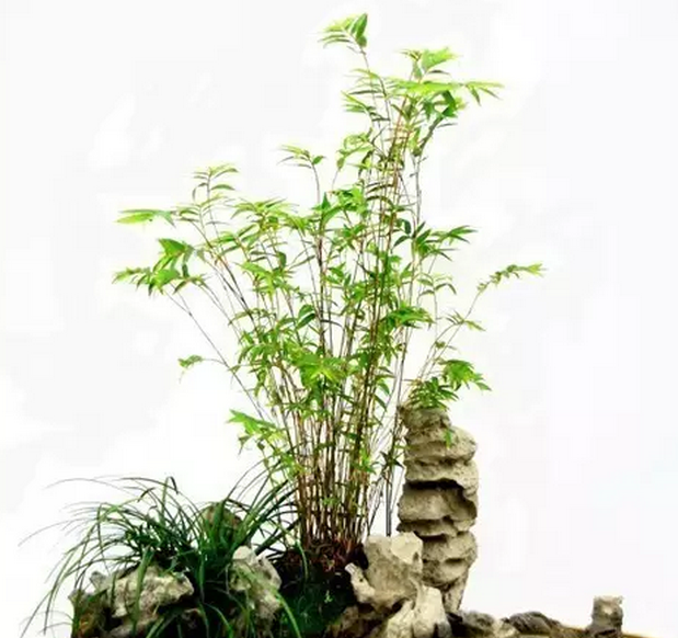 竹盆景图片大全欣赏