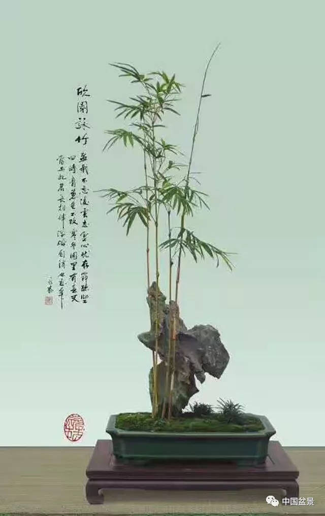 竹盆景图片大全欣赏