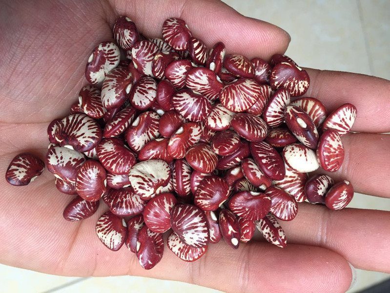 各种花豆图片