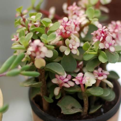 树马齿苋花图片