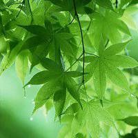 风景植物头像图片大全