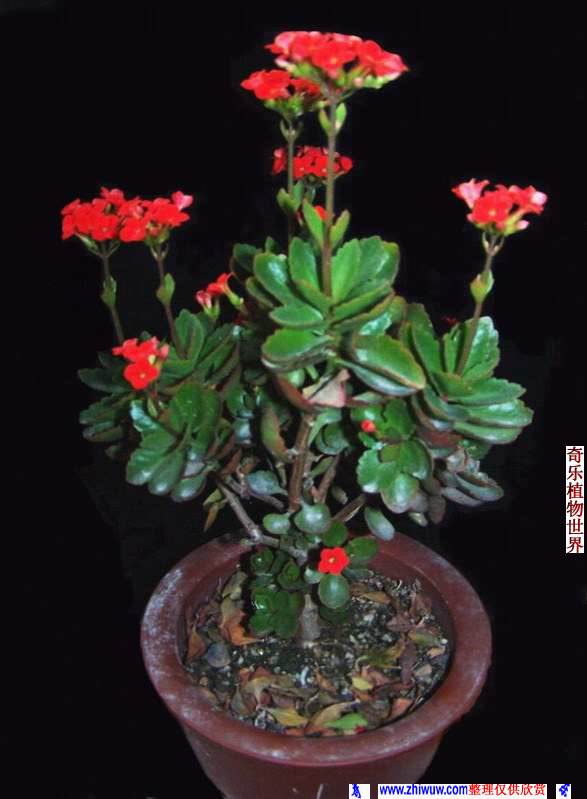 植物花卉盆栽图片大全
