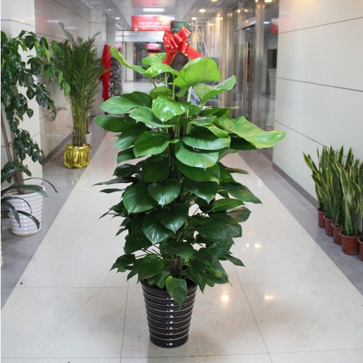 植物花卉盆栽图片大全